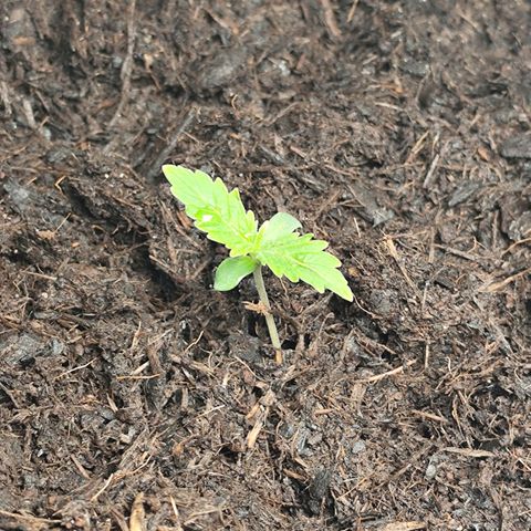 Critical mass fast growlog timeline photo