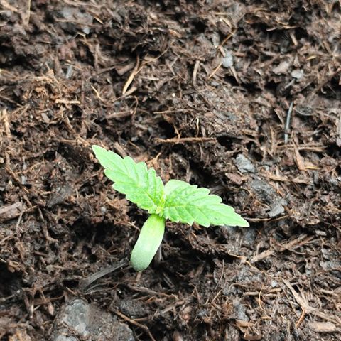 Critical mass fast growlog timeline photo