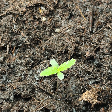 Critical mass fast growlog timeline photo