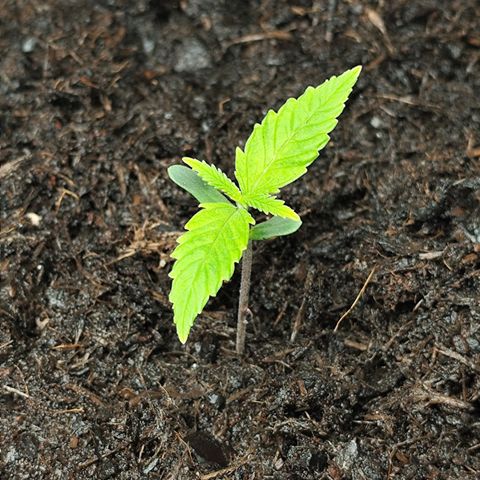 Critical mass fast growlog timeline photo