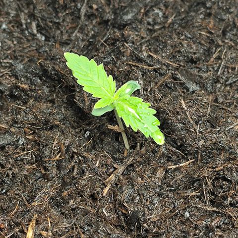Critical mass fast growlog timeline photo