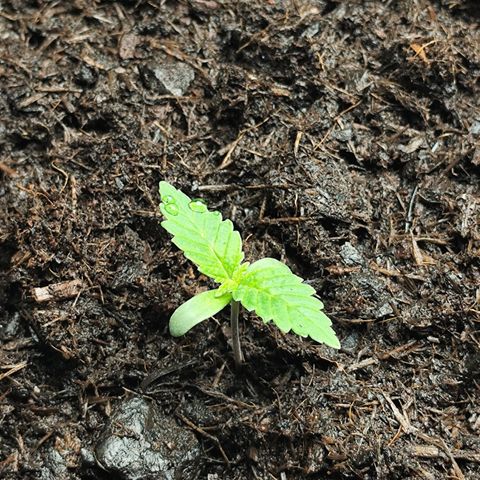 Critical mass fast growlog timeline photo