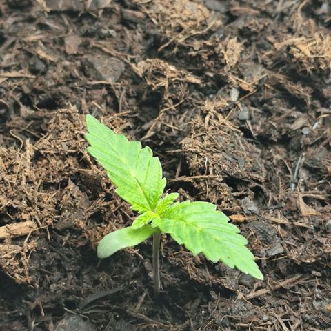 Critical mass fast growlog timeline photo