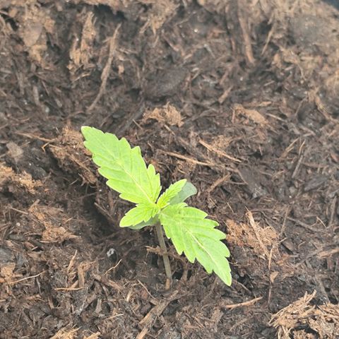 Critical mass fast growlog timeline photo