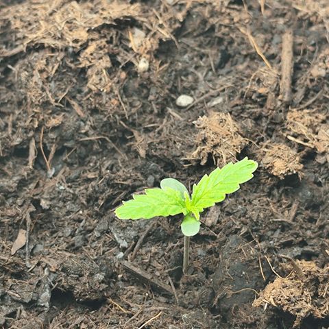 Critical mass fast growlog timeline photo