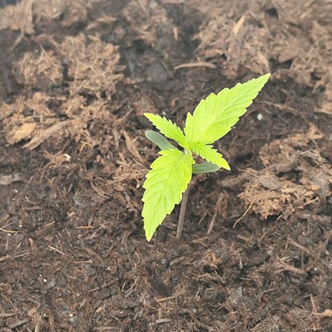 Critical mass fast growlog timeline photo