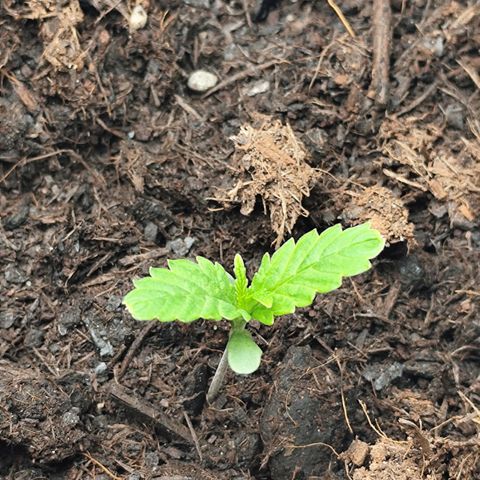 Critical mass fast growlog timeline photo