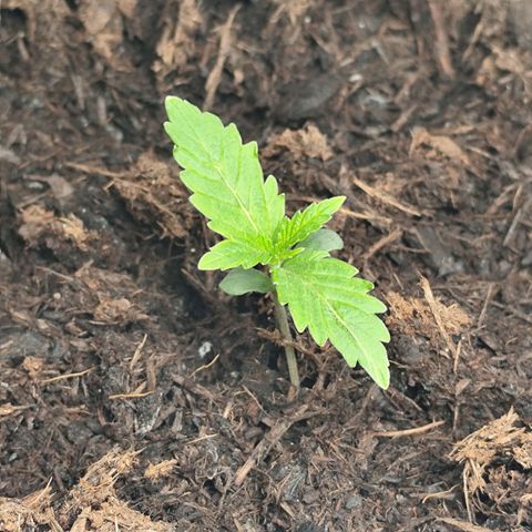 Critical mass fast growlog timeline photo