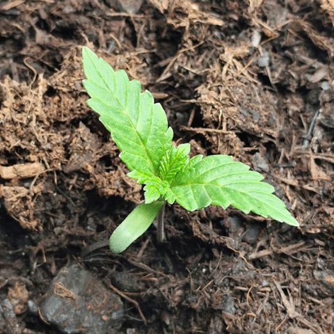Critical mass fast growlog timeline photo