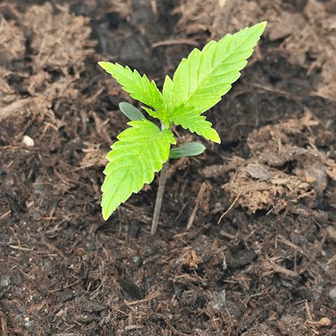 Critical mass fast growlog timeline photo