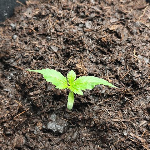 Critical mass fast growlog timeline photo