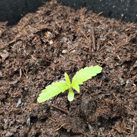 Critical mass fast growlog timeline photo