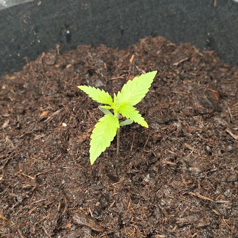 Critical mass fast growlog timeline photo