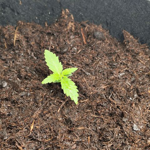 Critical mass fast growlog timeline photo