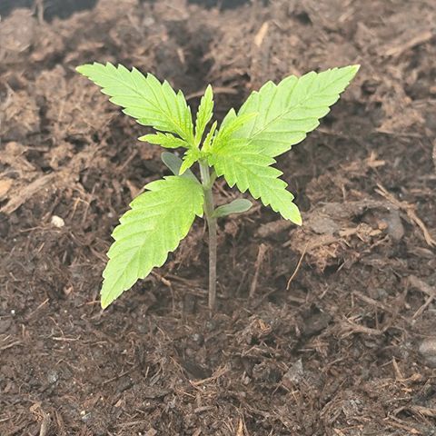 Critical mass fast growlog timeline photo