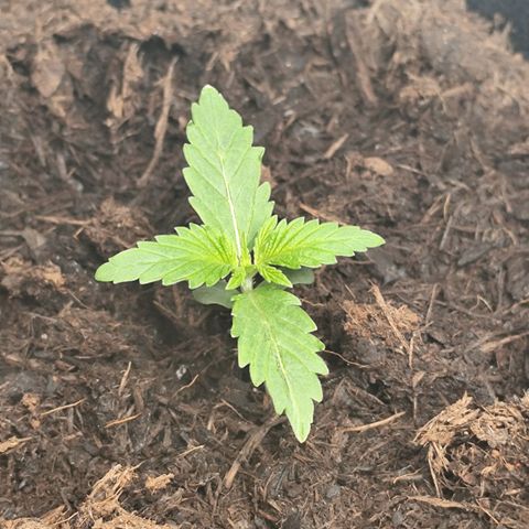 Critical mass fast growlog timeline photo