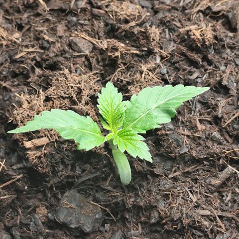 Critical mass fast growlog timeline photo