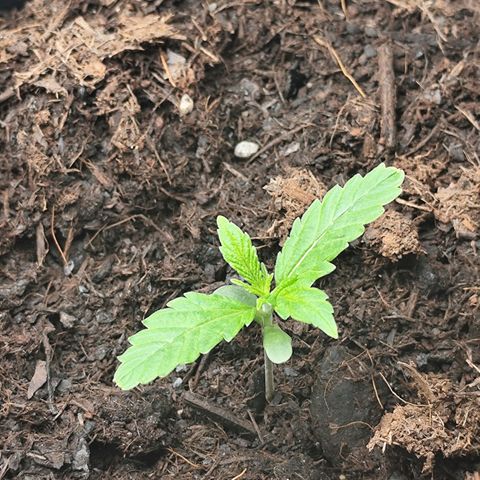 Critical mass fast growlog timeline photo