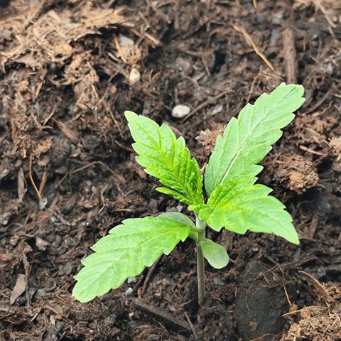 Critical mass fast growlog timeline photo