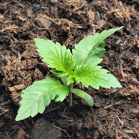 Critical mass fast growlog timeline photo