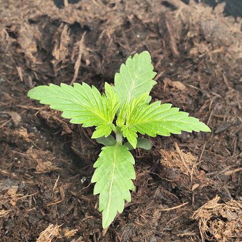 Critical mass fast growlog timeline photo