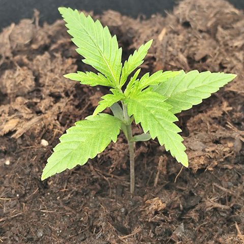 Critical mass fast growlog timeline photo