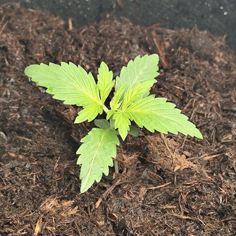 Critical mass fast growlog timeline photo