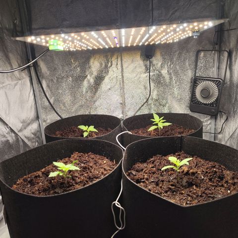 Critical mass fast growlog timeline photo