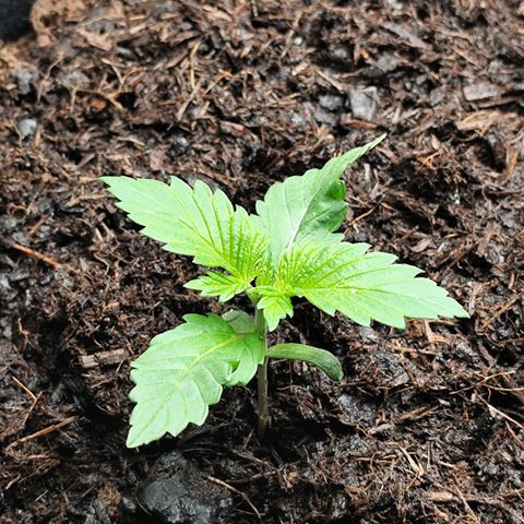 Critical mass fast growlog timeline photo