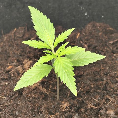 Critical mass fast growlog timeline photo