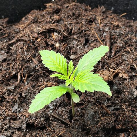 Critical mass fast growlog timeline photo