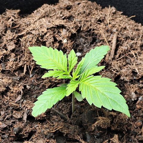 Critical mass fast growlog timeline photo