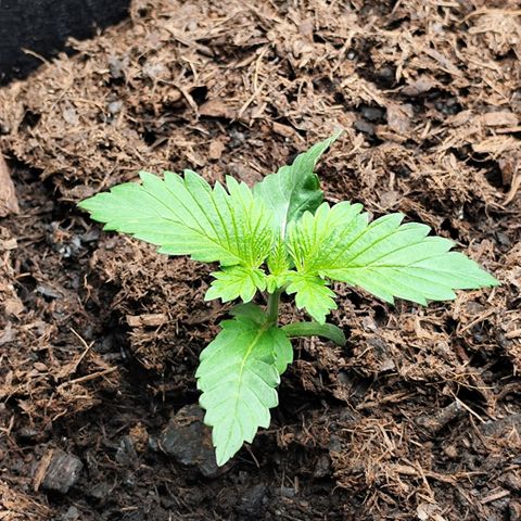 Critical mass fast growlog timeline photo