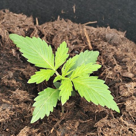Critical mass fast growlog timeline photo