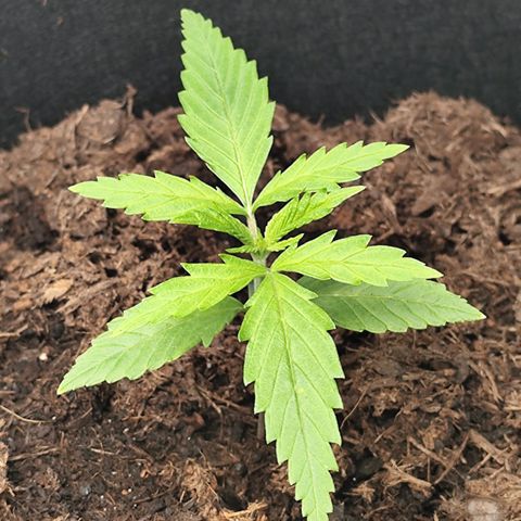 Critical mass fast growlog timeline photo