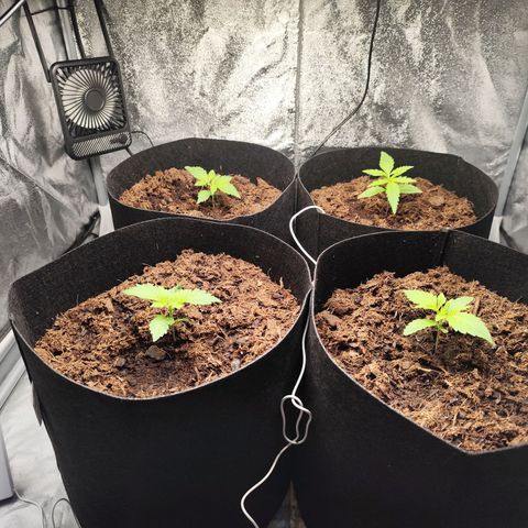 Critical mass fast growlog timeline photo