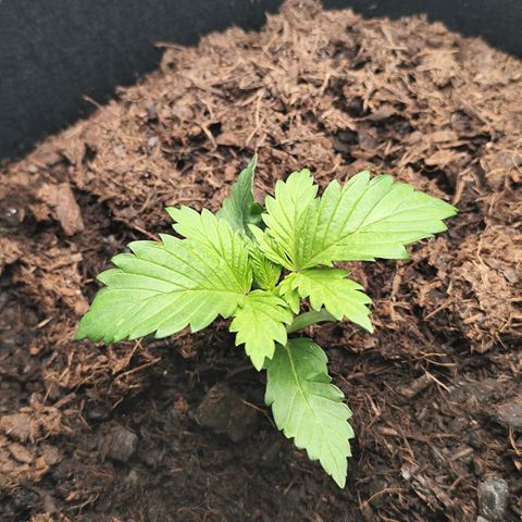 Critical mass fast growlog timeline photo