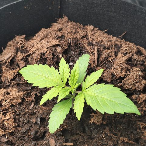 Critical mass fast growlog timeline photo