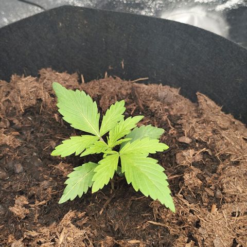 Critical mass fast growlog timeline photo