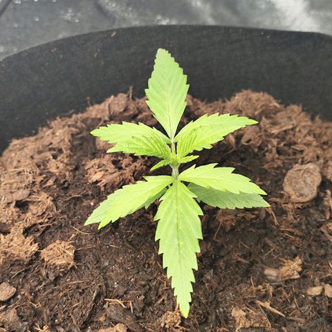 Critical mass fast growlog timeline photo