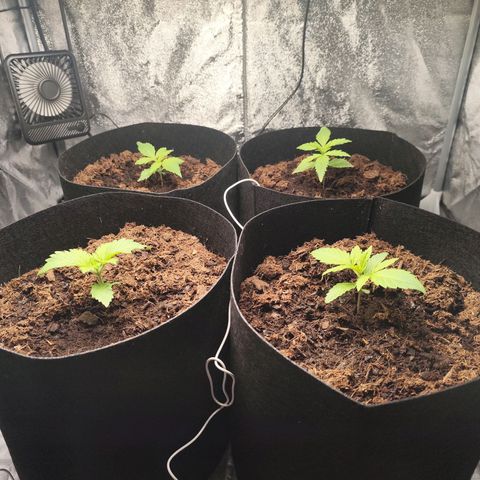 Critical mass fast growlog timeline photo