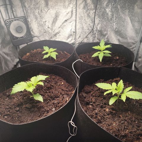 Critical mass fast growlog timeline photo