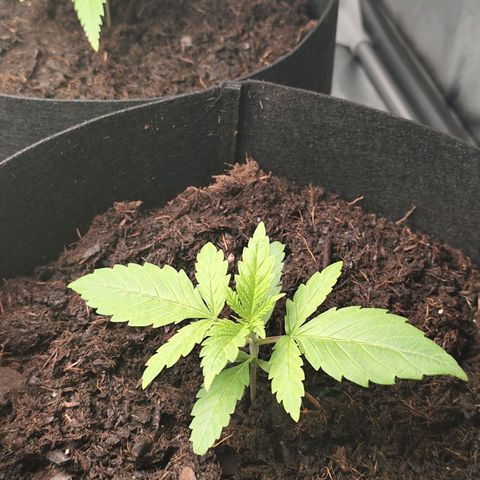 Critical mass fast growlog timeline photo