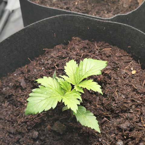Critical mass fast growlog timeline photo