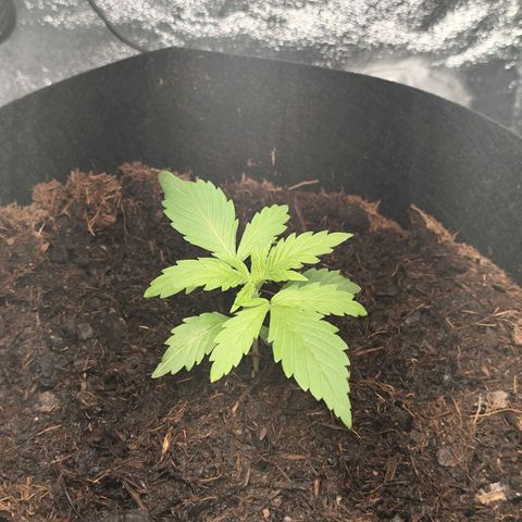 Critical mass fast growlog timeline photo