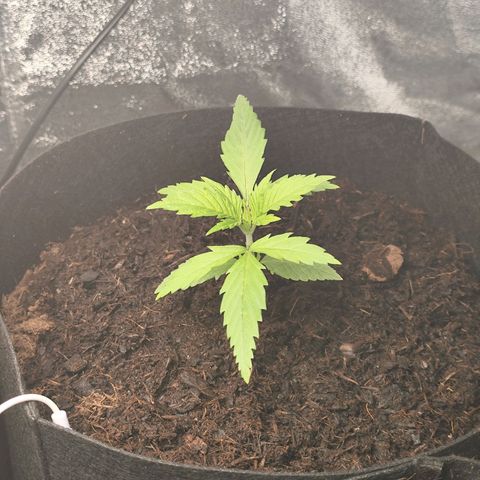 Critical mass fast growlog timeline photo