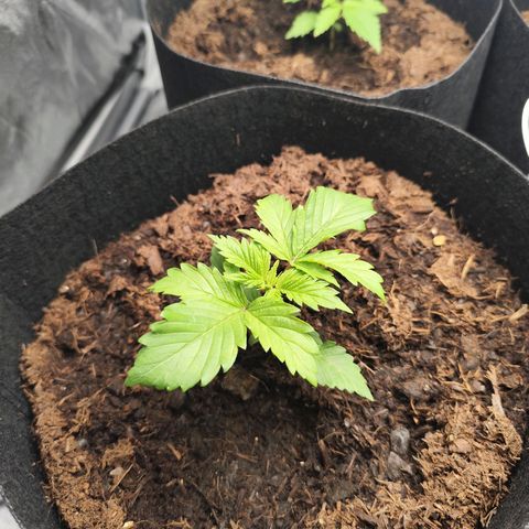 Critical mass fast growlog timeline photo