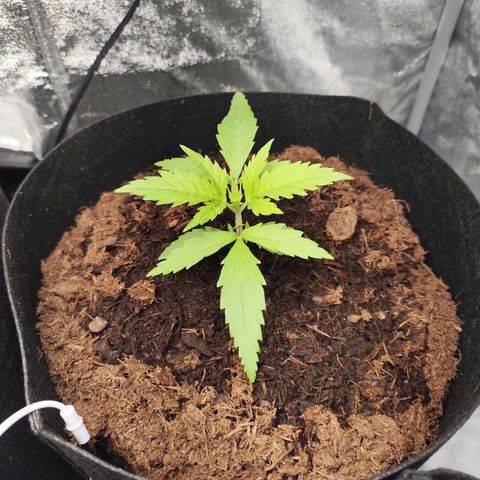Critical mass fast growlog timeline photo
