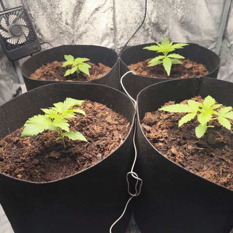 Critical mass fast growlog timeline photo