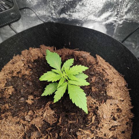 Critical mass fast growlog timeline photo